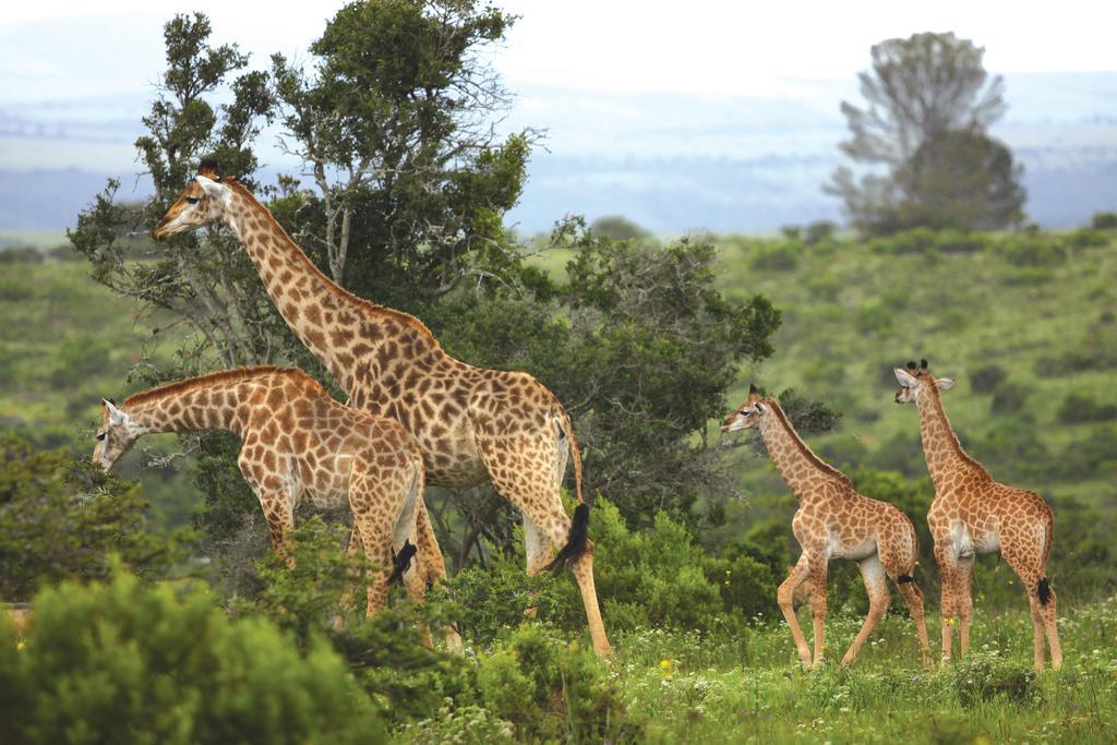 Kariega Game Reserve Main Lodge Kenton on Sea Exterior foto